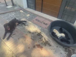 Cuccioli di Labrador miele e neri a Spoleto (PG)
