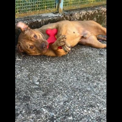 EMMER UNA NUOVA VITA, CANE IN ADOZIONE - Foto 8