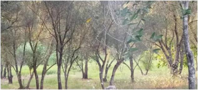 Immobile in asta di 6160 m² in vendita a Seminara - Foto 3