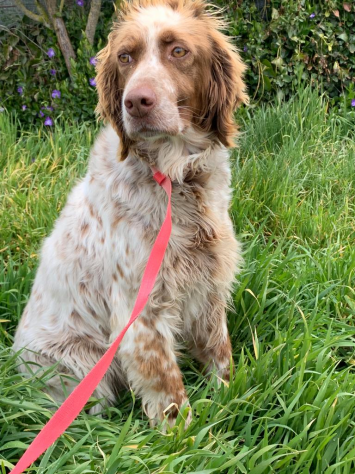 DELICE, meravigliosa setter - Foto 3