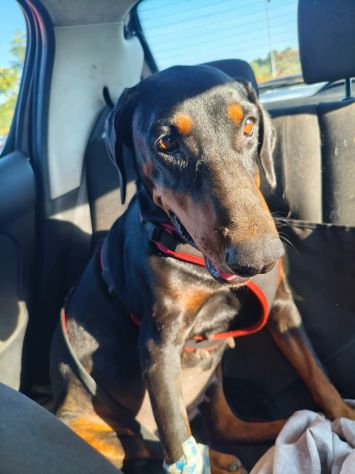 Asia simil Dobermann 4anni buona con tutti ok gatti.CATANIA - Foto 2