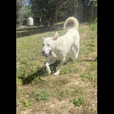 CAGNOLINO CERCA CASA: HOTSPOT GIOIOSO E SOCIEVOLE - Foto 9