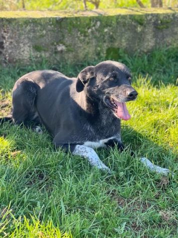 TIMIDO E PACATO CAGNOLINO IN ADOZIONE - Foto 5