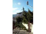 Abbattimento alberi
