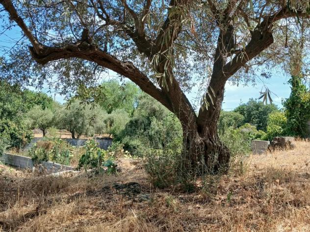 Agricolo in vendita a Misterbianco - Foto 5