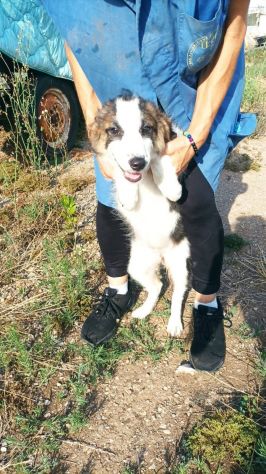 Rossana cucciola mix pastore australiano border collie - Foto 3