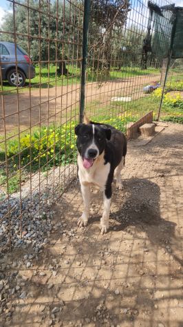 Mix Pitbull maschio 12mesi SOS CASA COSENZA - Foto 6