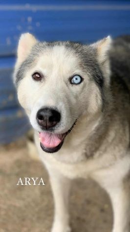 Arya, HUSKY tranquillona e tenerissima! - Foto 2