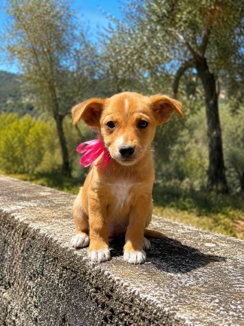 Regalo cuccioli taglia medio piccola - Foto 6