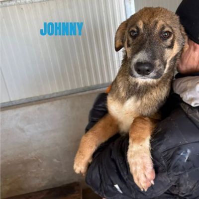 CUCCIOLI IN ADOZIONE taglia media - Foto 2