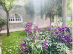 Villa in affitto a Ischia