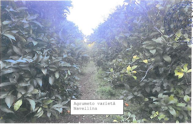 15 - Aranceto con rudere AVOLA - Foto 7