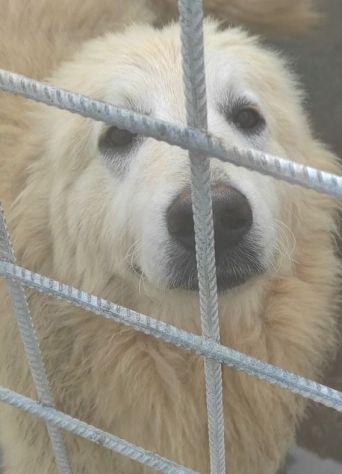 CANE DA ADOTTARE - Foto 7