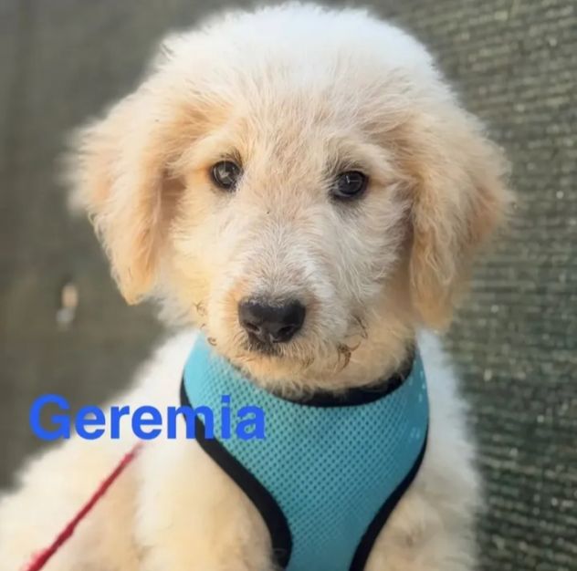 Cuccioli di due mesi in cerca di adozione - Foto 9