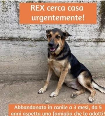 Simil Pastore tg media 5anni in canile da cucciolo.CASERTA