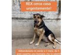 Simil Pastore tg media 5anni in canile da cucciolo.CASERTA