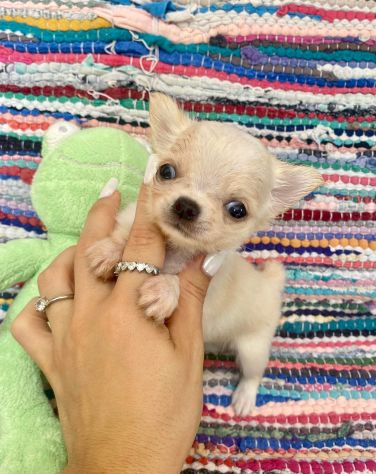 Cuccioli chihuahua - Foto 3