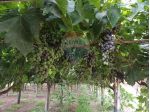 Terreno in vendita a Chiaramonte Gulfi