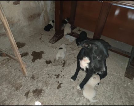 2mamme mollate coi cuccioli SOS AIUTI AGRIGENTO - Foto 3