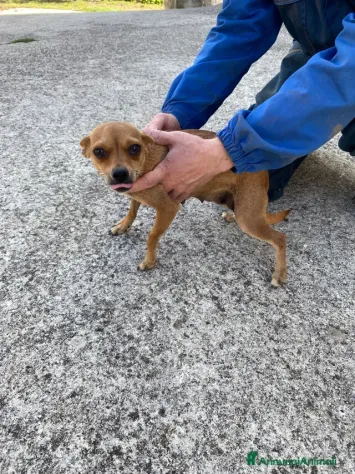 Bellissimo cucciolo di pinscher nano - Foto 2