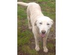 BALTO 1 ANNO SIMIL LABRADOR VIVE PER STRADA