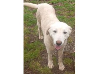 BALTO 1 ANNO SIMIL LABRADOR VIVE PER STRADA
