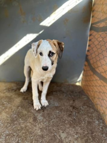 Cucciole in adozione - Foto 2