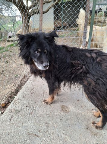 NATALINO 12 ANNI TAGLIA MEDIA CIECO IN CANILE - Foto 6