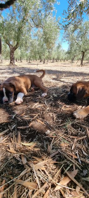 Cuccioli Boxer Bari Taranto Foggia Lecce Brindisi con pedigree - Foto 7