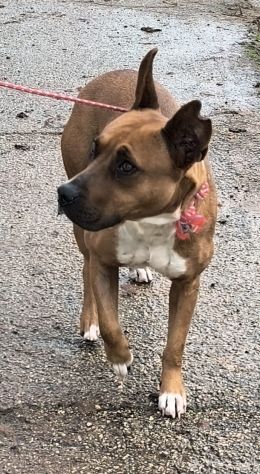 Eva una dolcissima cagnolina amstaff cerca una casa con un amorevole famiglia - Foto 5