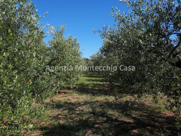 ORTO RECINTATO A POCA DISTANZA DA PESARO - Foto 9