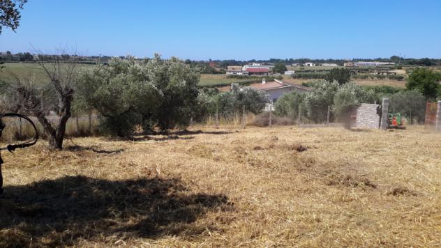 TERRENO AGRICOLO di 1300 mq (POMEZIA) rif. C/305 - Foto 7