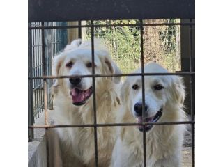 DANTE E ULISSE MIX PMA E GOLDEN CERCANO CASA, CANI IN ADOZIONE