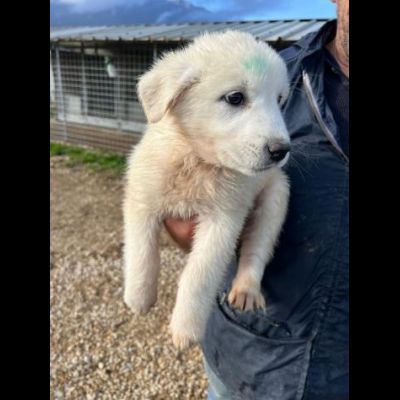 MIRKO DELIZIOSO CUCCIOLO IN ADOZIONE - Foto 4
