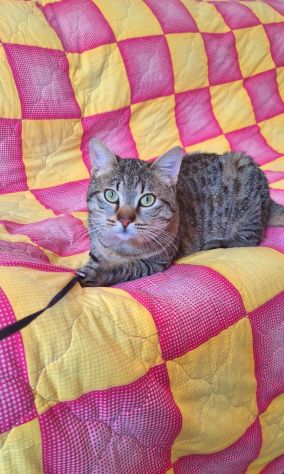 Dolcissimo gattino di soli 6 mesi - Foto 6