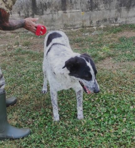 ESCAPE DOLCE E DISCRETO: CANE IN ADOZIONE - Foto 10
