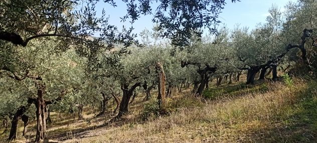 Terreno in vendita a Loreto Aprutino - Foto 5