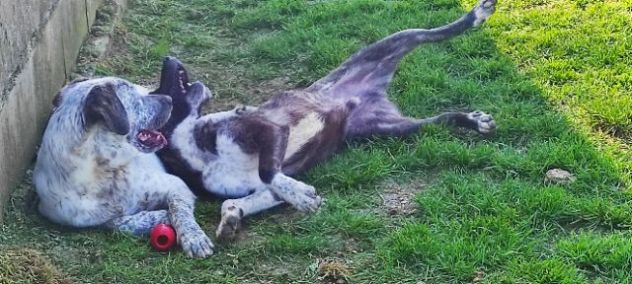 CANE IN ADOZIONE: ZENO - Foto 3
