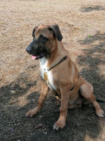 3anni e 1/2  Pastore Belga Malinois salvata sotto la pioggia 2anni fa!SOS NAPOLI - Foto 6