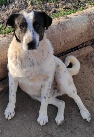 Cucciolone da sogno cerca ancora casa - Foto 3