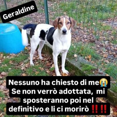 GENEVIEVE E GERALDINE 15 KG PER DUE, DALLA STRADA AL CANILE ADOZIONE - Foto 9