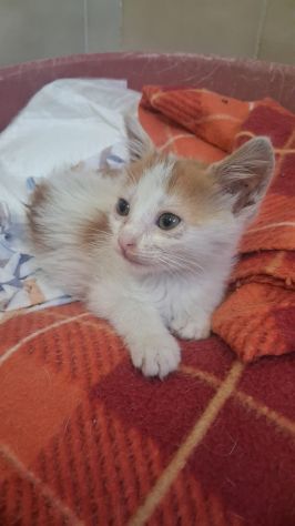 GATTINI DOLCISSIMI - Foto 5