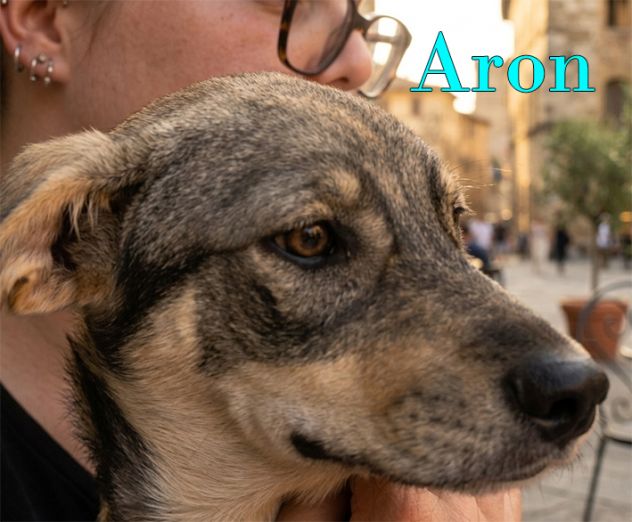 Aron e Jago cuccioli dolcissimi in adozione - Foto 2