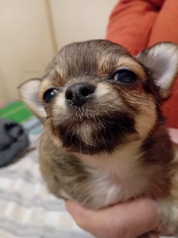 Tre cuccioli chihuahua - Foto 2