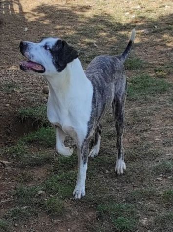 CANE IN ADOZIONE: MAX - Foto 8