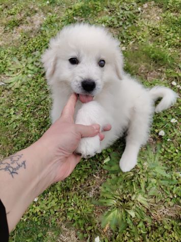 Punch: cucciolo ipovedente taglia grande - Foto 5