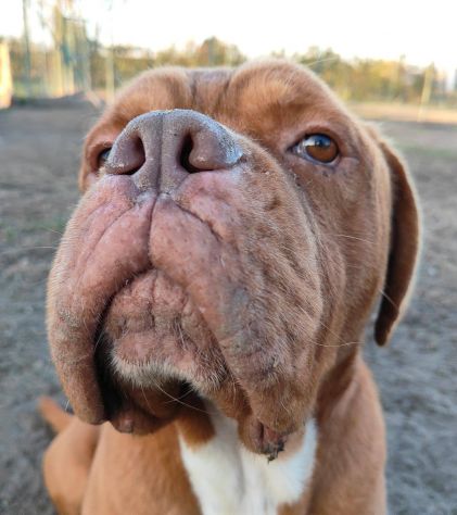 Hego dogue de bordeaux