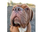 Hego dogue de bordeaux