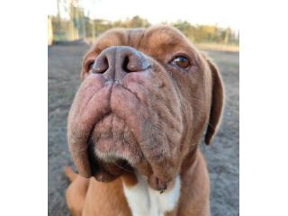 Hego dogue de bordeaux