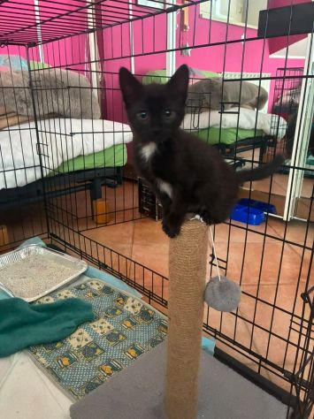 Jolie gattina - Foto 3